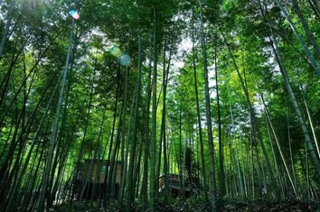 俏妃本色竹纤维卫生巾即将问世